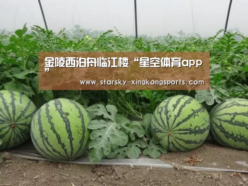 星空体育app